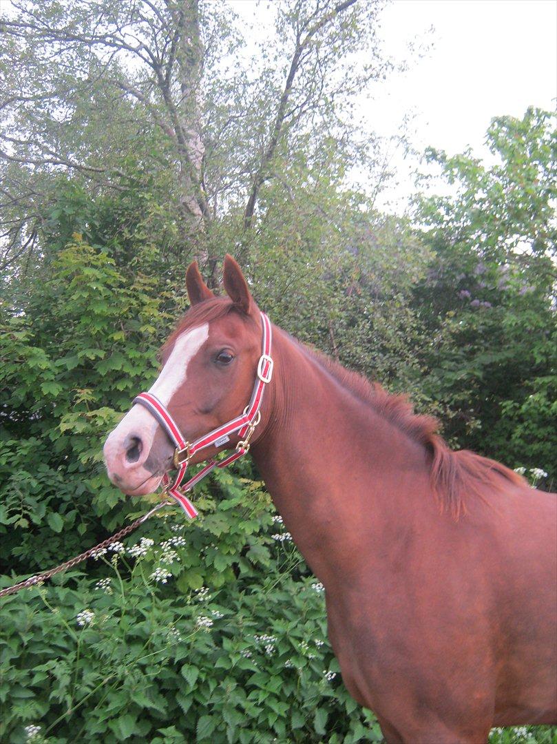 Arabisk fuldblod (OX) Ryttergårdens Shado! [Min soulmate] - Viser sig frem for kameraet.. billede 8