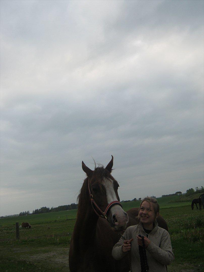 Arabisk fuldblod (OX) Ryttergårdens Shado! [Min soulmate] - i medvind & modvind. billede 9