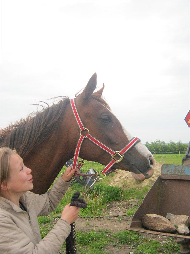 Arabisk fuldblod (OX) Ryttergårdens Shado! [Min soulmate] - Igennem ild & vand! billede 10