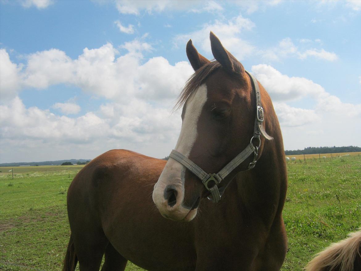 Arabisk fuldblod (OX) Ryttergårdens Shado! [Min soulmate] - i love you. billede 11