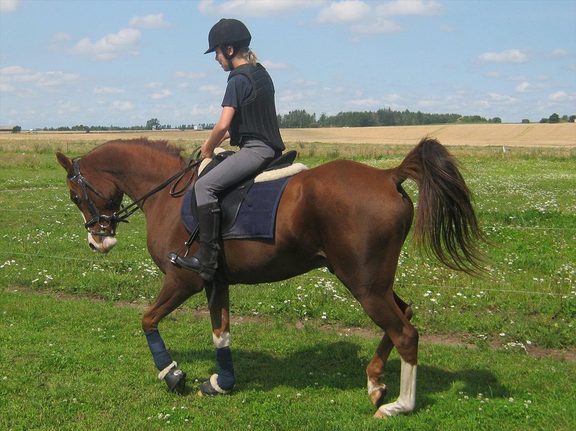 Arabisk fuldblod (OX) Ryttergårdens Shado! [Min soulmate] - Såe dygtig! ;-* billede 12