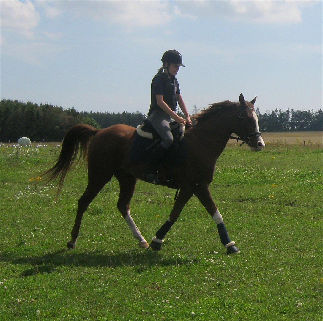 Arabisk fuldblod (OX) Ryttergårdens Shado! [Min soulmate] - Det var alt! tak fordi du kiggede med, det betyder meget!(-;. billede 13