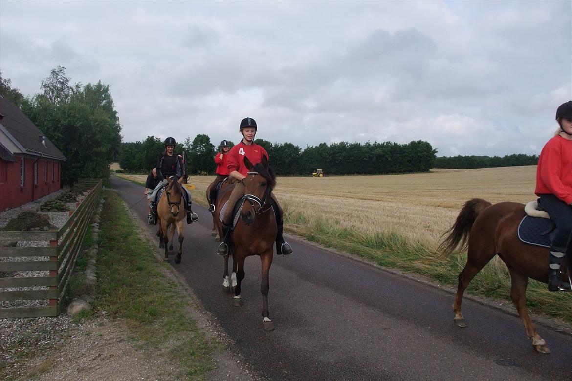Anden særlig race Alonso - På vej hejm fra stranden billede 9