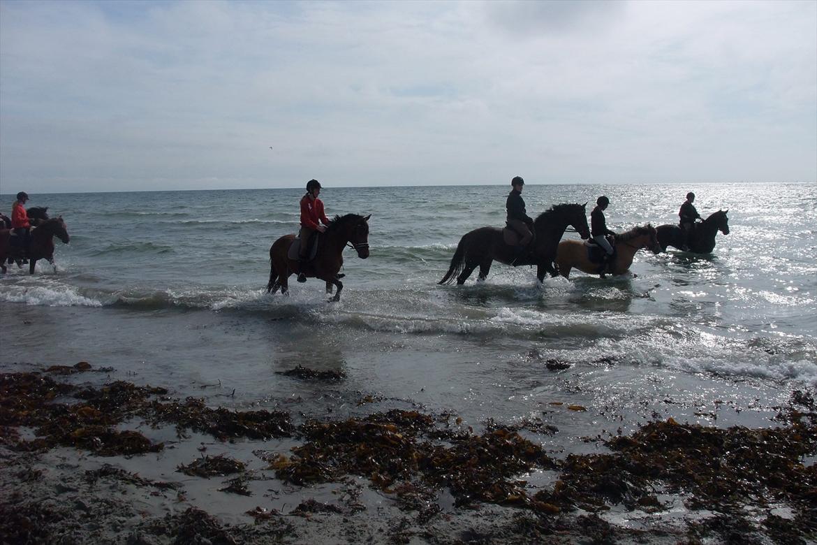 Anden særlig race Alonso - Tur til stranden med stalden billede 10