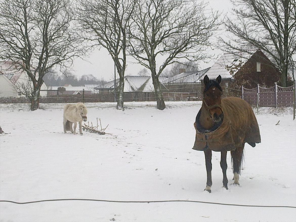 Anden særlig race Alonso - Ude i den nyfaldene sne billede 12
