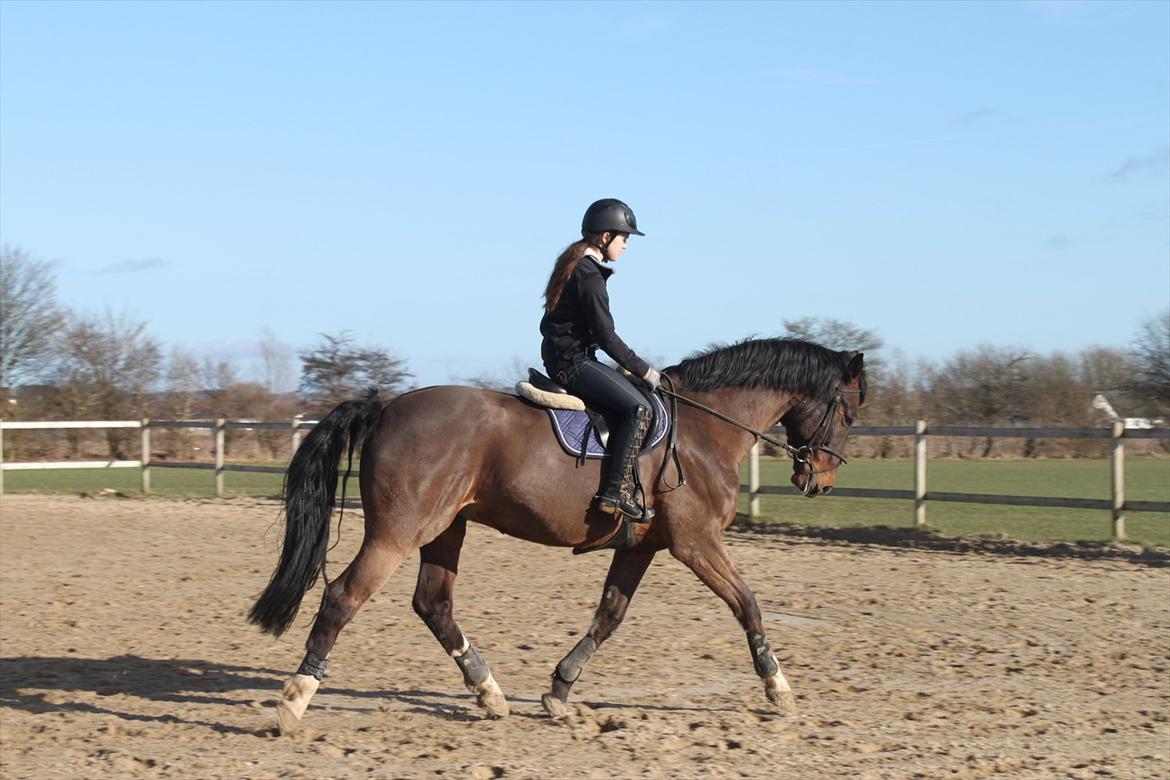 Dansk Varmblod MØGELMOSEGÅRD'S LE MAN billede 12
