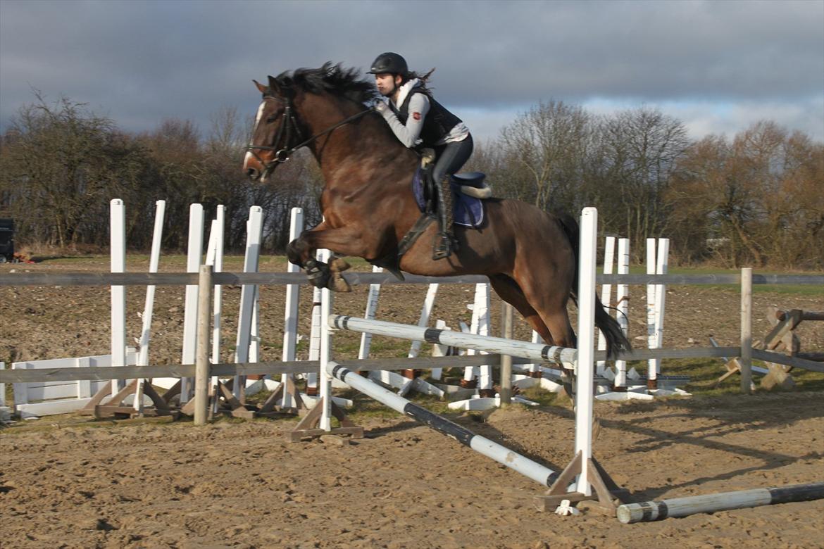 Dansk Varmblod MØGELMOSEGÅRD'S LE MAN - Søøøøøde hesti <3 billede 13