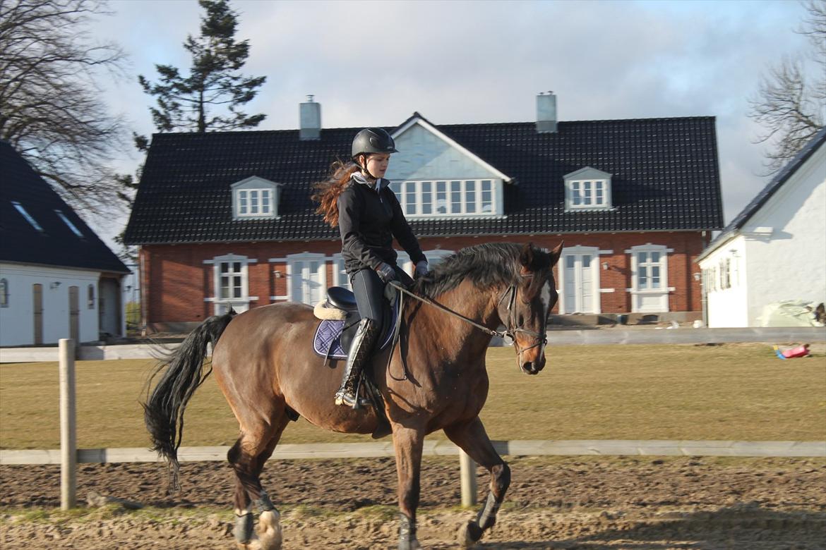 Dansk Varmblod MØGELMOSEGÅRD'S LE MAN - Hjemme på banen :-) billede 14