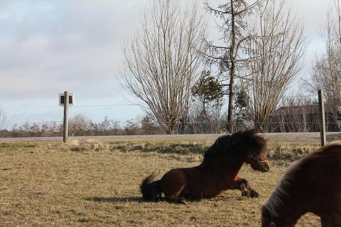 Shetlænder Pelle Hingst billede 10