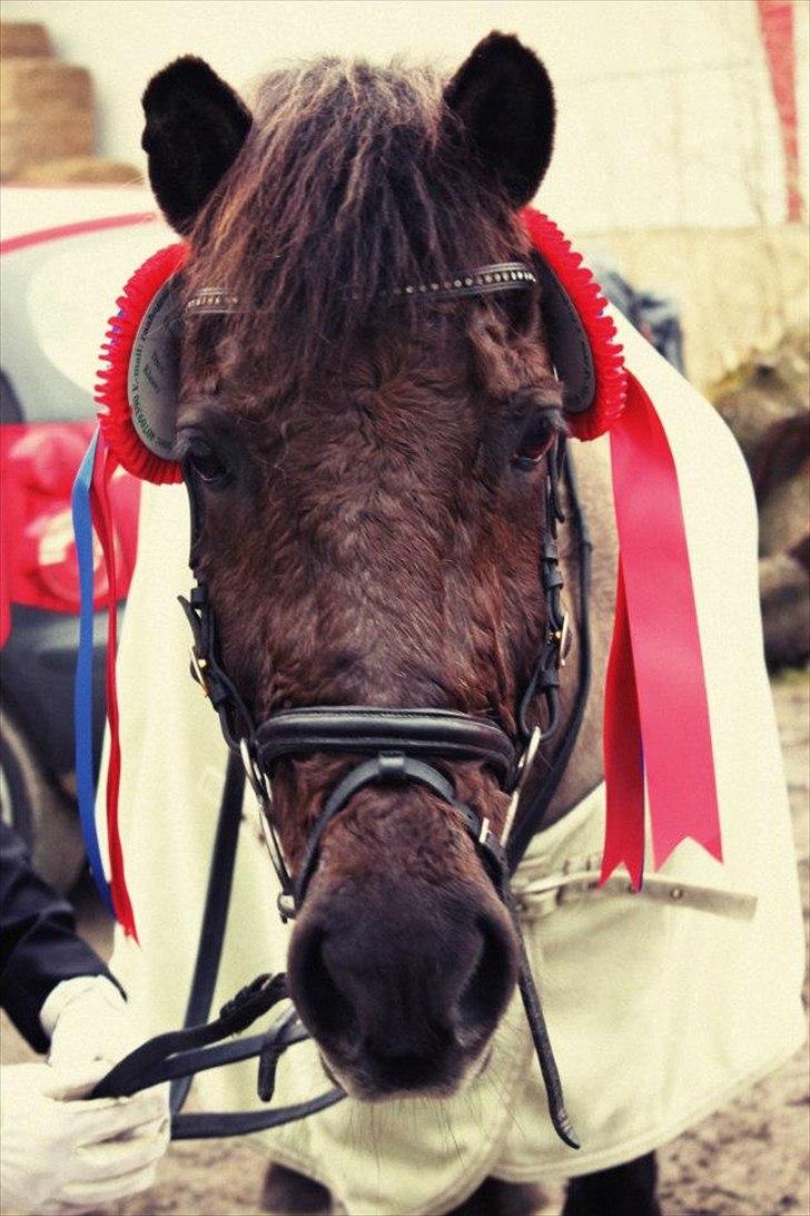 Anden særlig race Malou - Så tog ponyen igen 2 sløjfer med hjem (:<3 Foto: Simone  billede 5