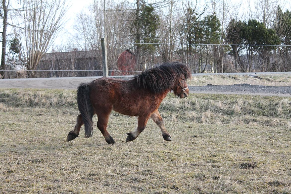 Shetlænder Pelle Hingst billede 5