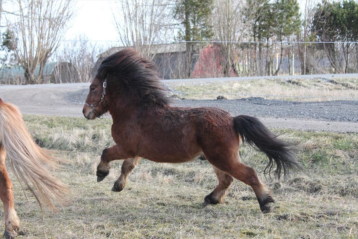 Shetlænder Pelle Hingst billede 13