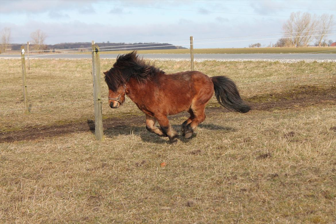Shetlænder Pelle Hingst billede 15