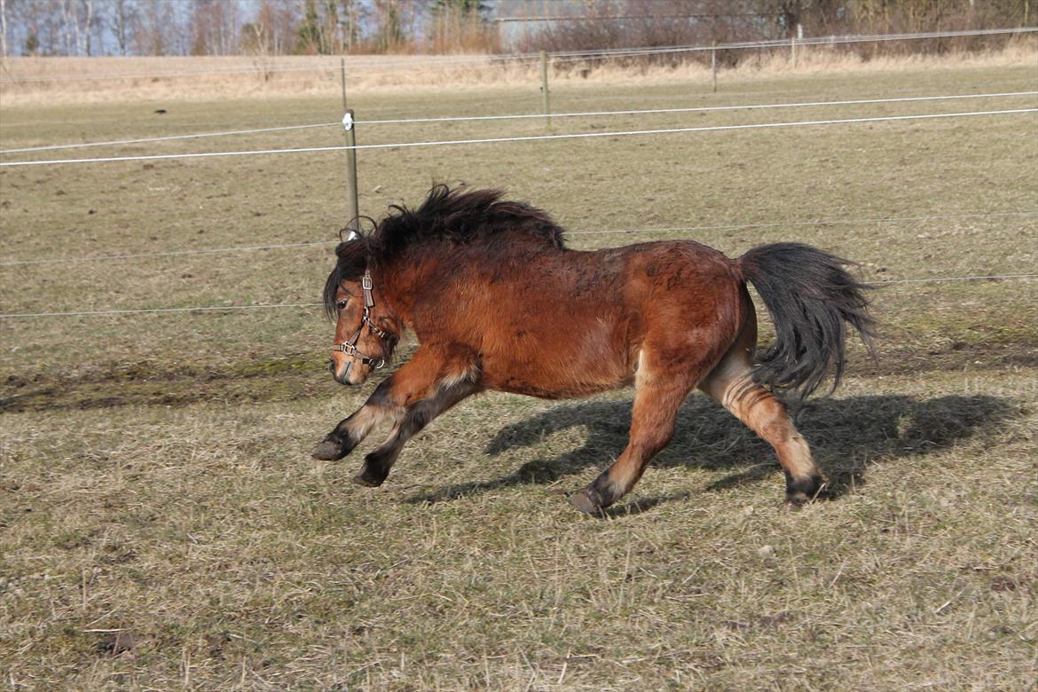 Shetlænder Pelle Hingst billede 19