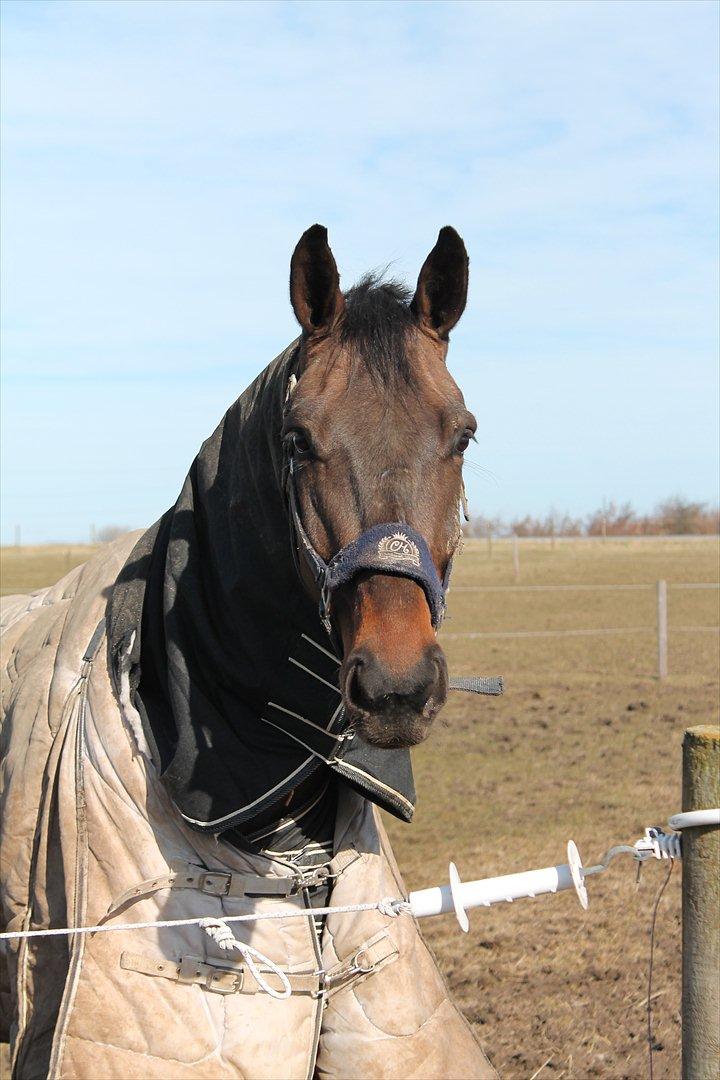 Dansk Varmblod Cawin Imhoff billede 1