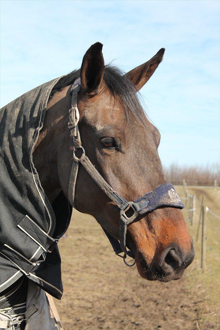 Dansk Varmblod Cawin Imhoff billede 11