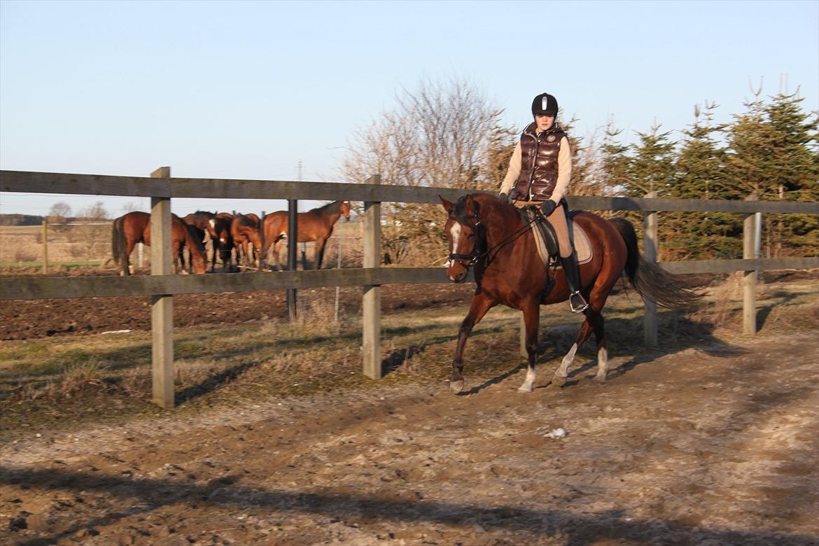 DSP Stald PR's Paula billede 7