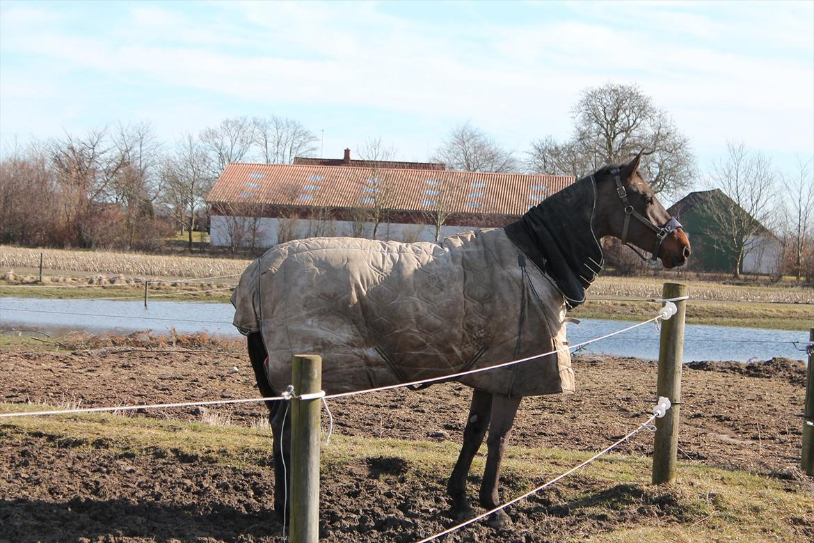 Dansk Varmblod Cawin Imhoff billede 13