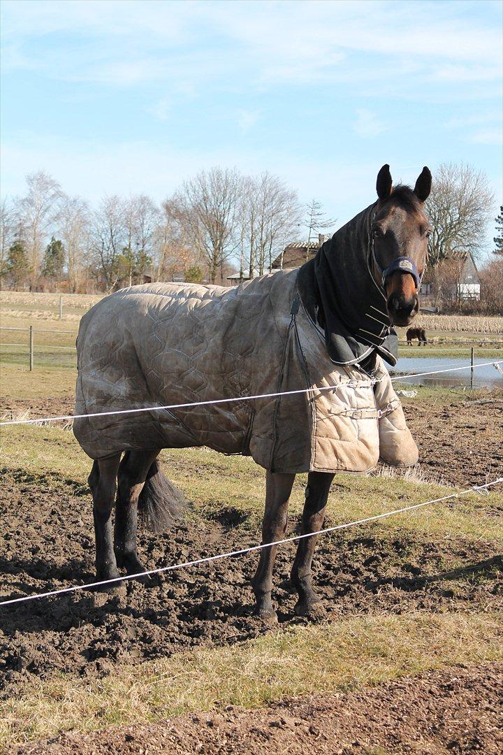 Dansk Varmblod Cawin Imhoff billede 6