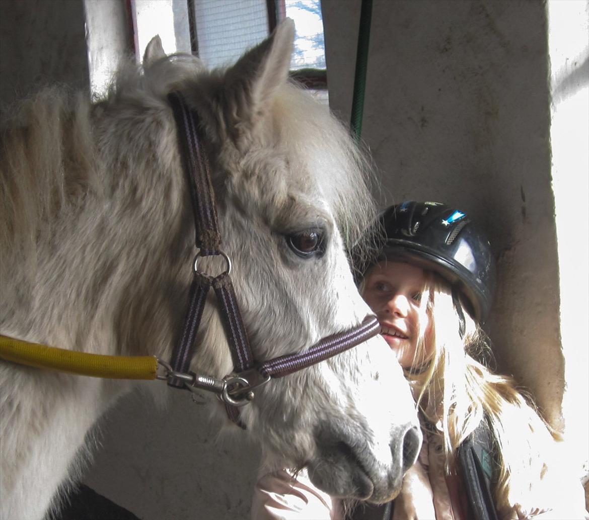 Welsh Pony (sec B) Fjordager Demsy billede 2