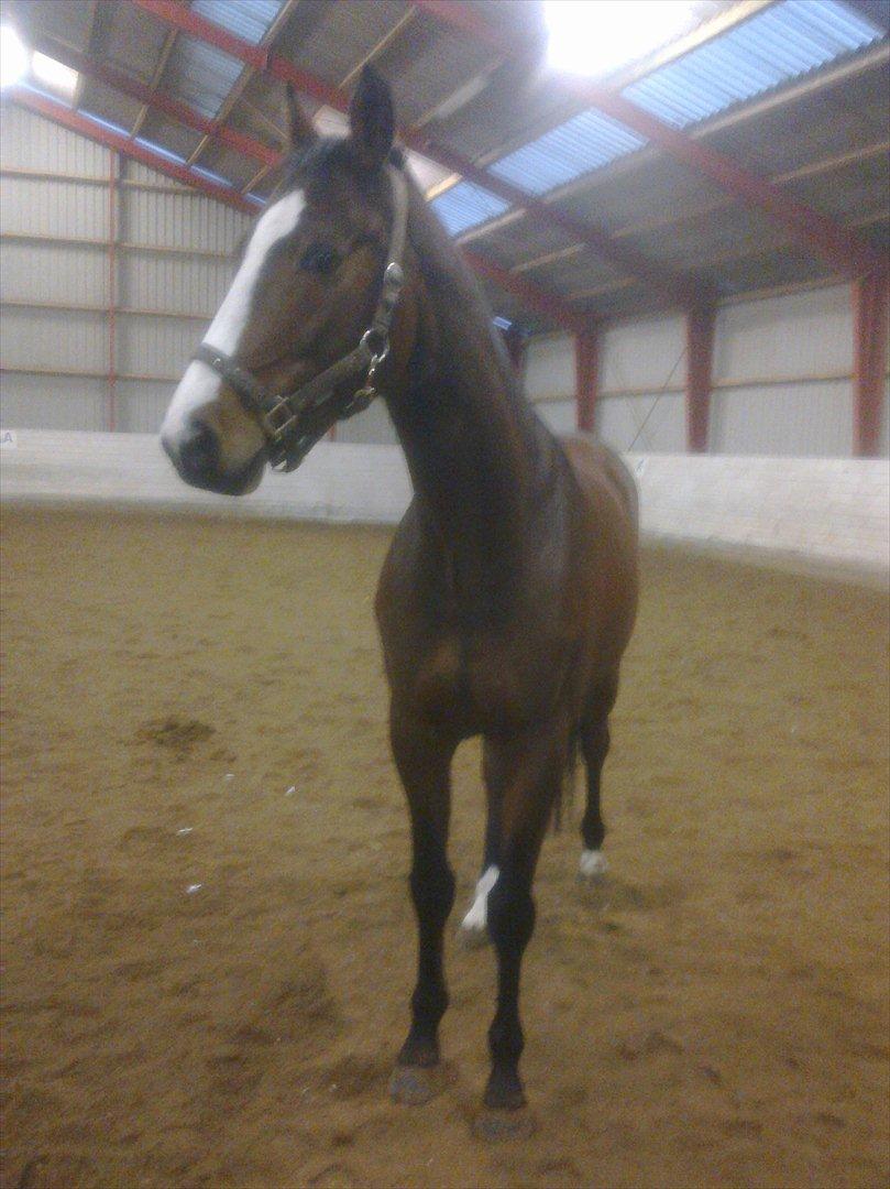 Trakehner Schamir von C billede 1