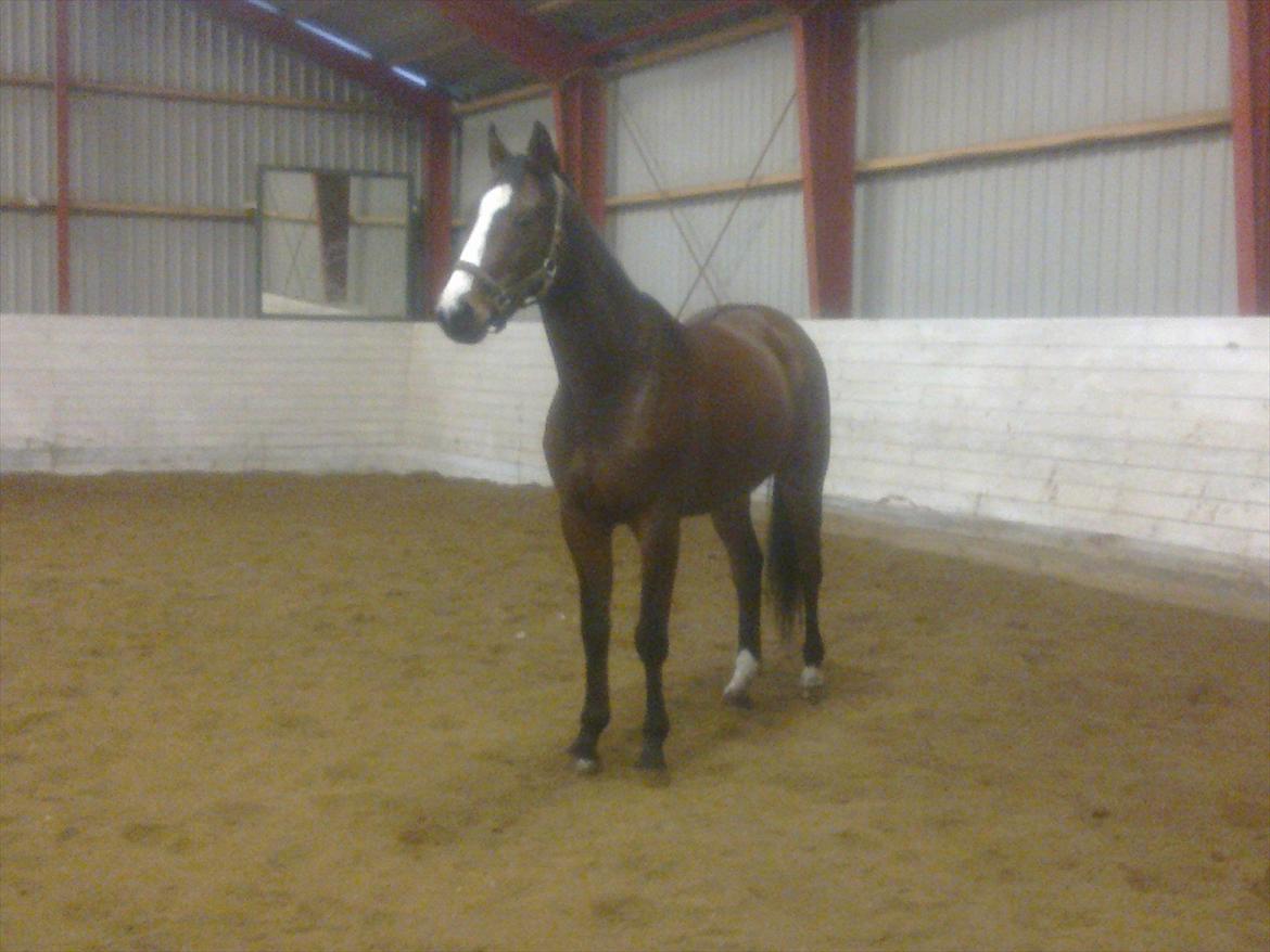 Trakehner Schamir von C billede 2