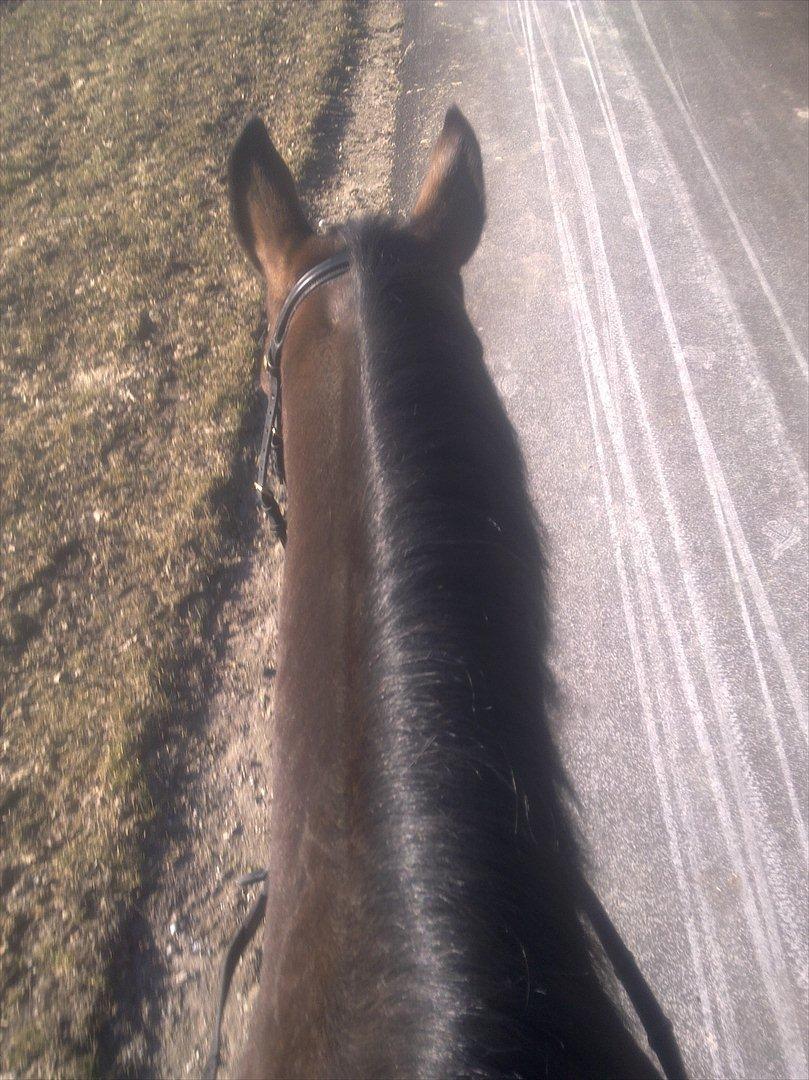 Trakehner Schamir von C billede 4