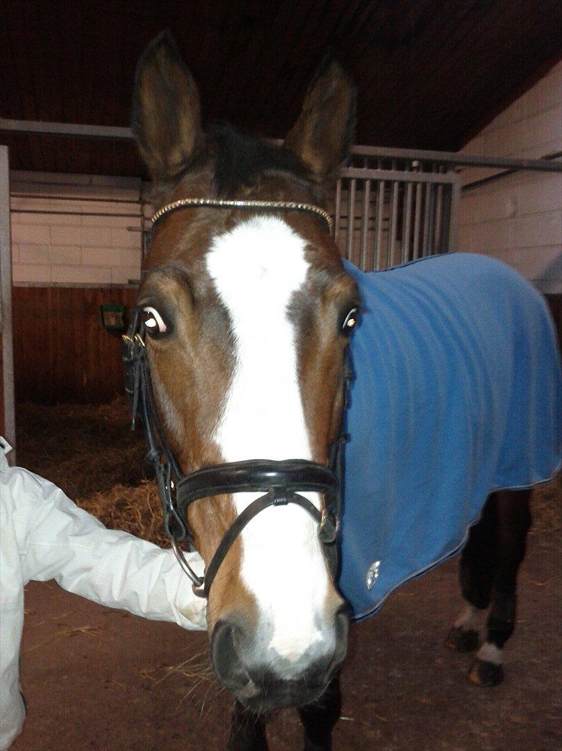 Trakehner Schamir von C billede 6