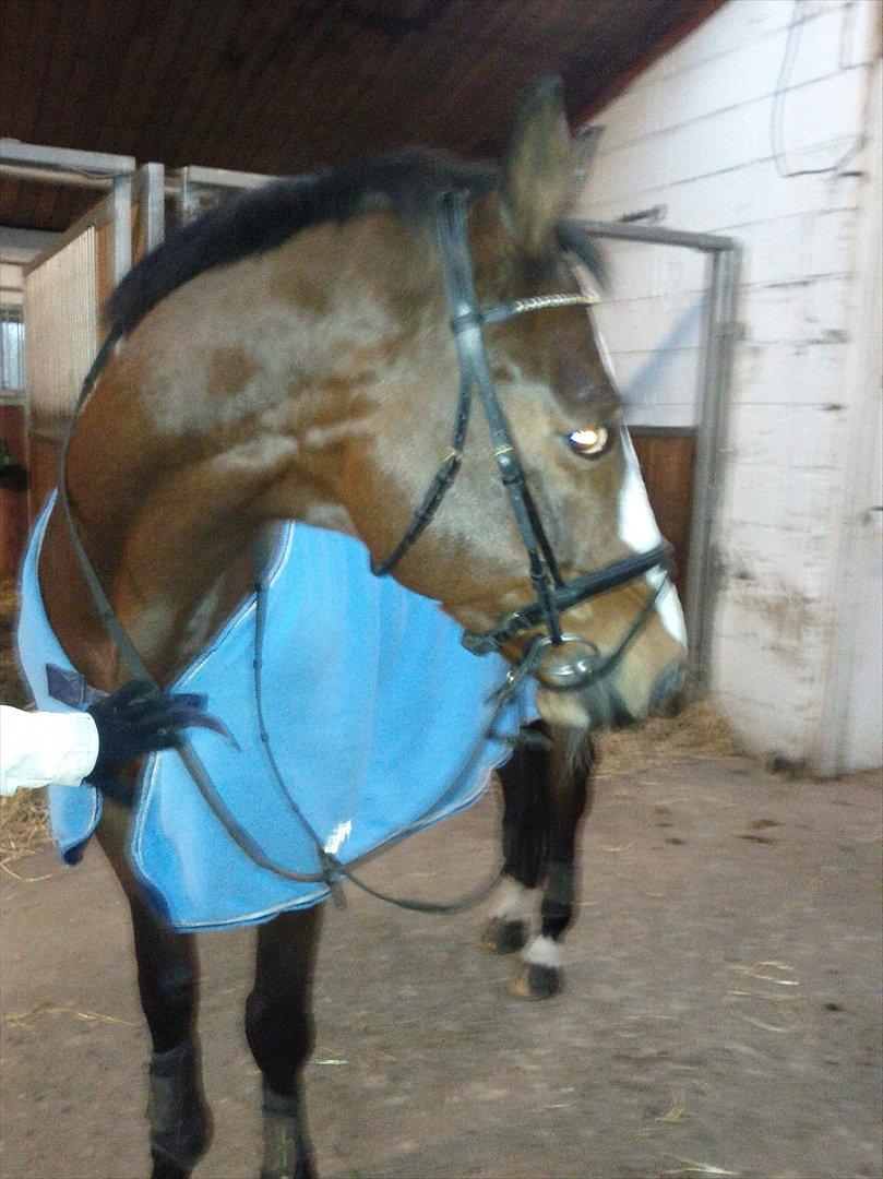 Trakehner Schamir von C billede 7