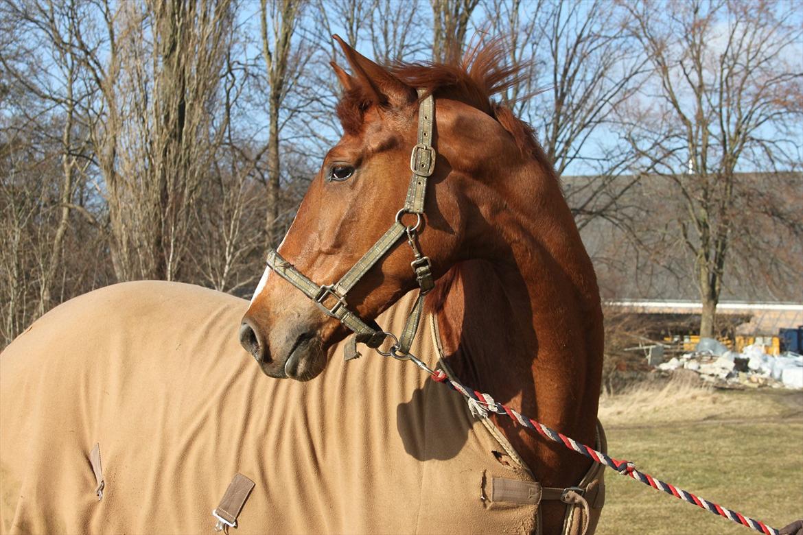 Dansk Varmblod Lindehøjgårds Celine billede 13