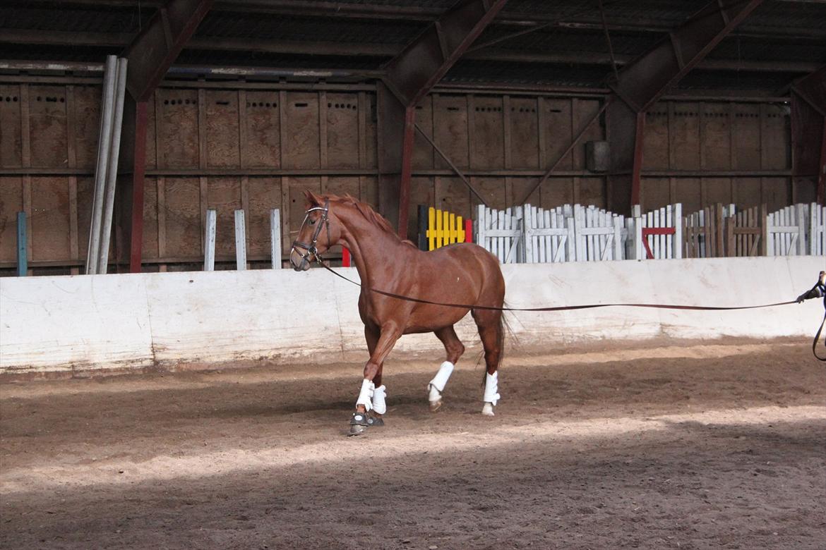 Dansk Varmblod Lindehøjgårds Celine billede 15