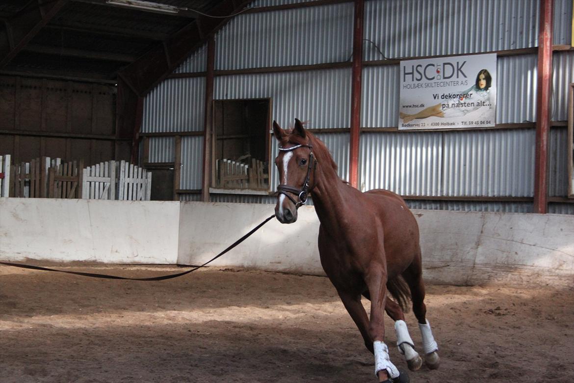 Dansk Varmblod Lindehøjgårds Celine billede 2