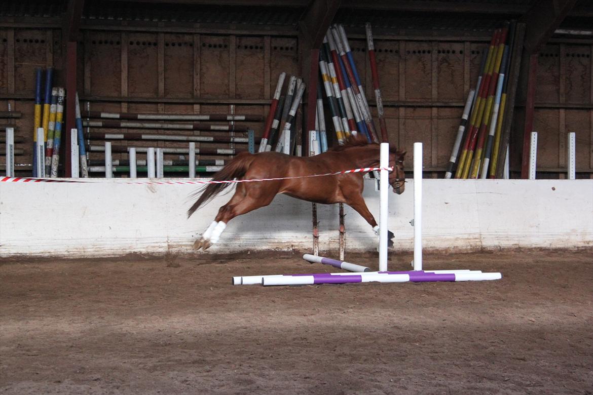 Dansk Varmblod Lindehøjgårds Celine billede 3