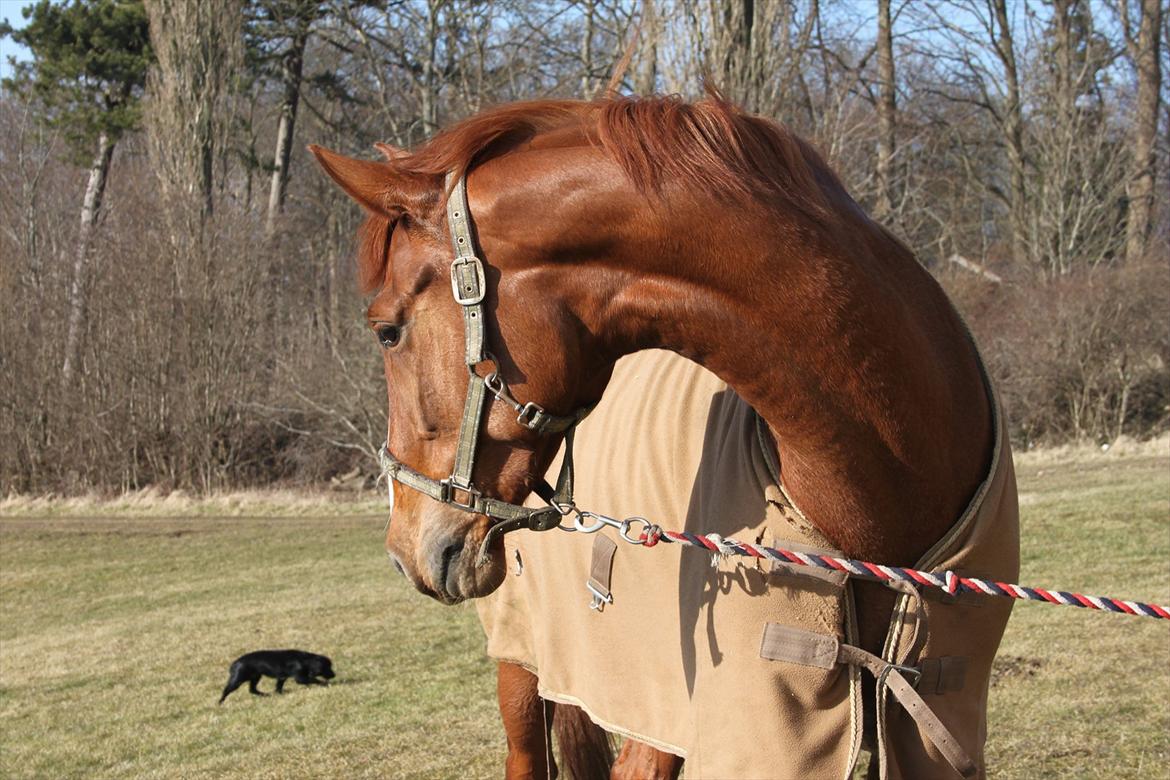 Dansk Varmblod Lindehøjgårds Celine billede 4