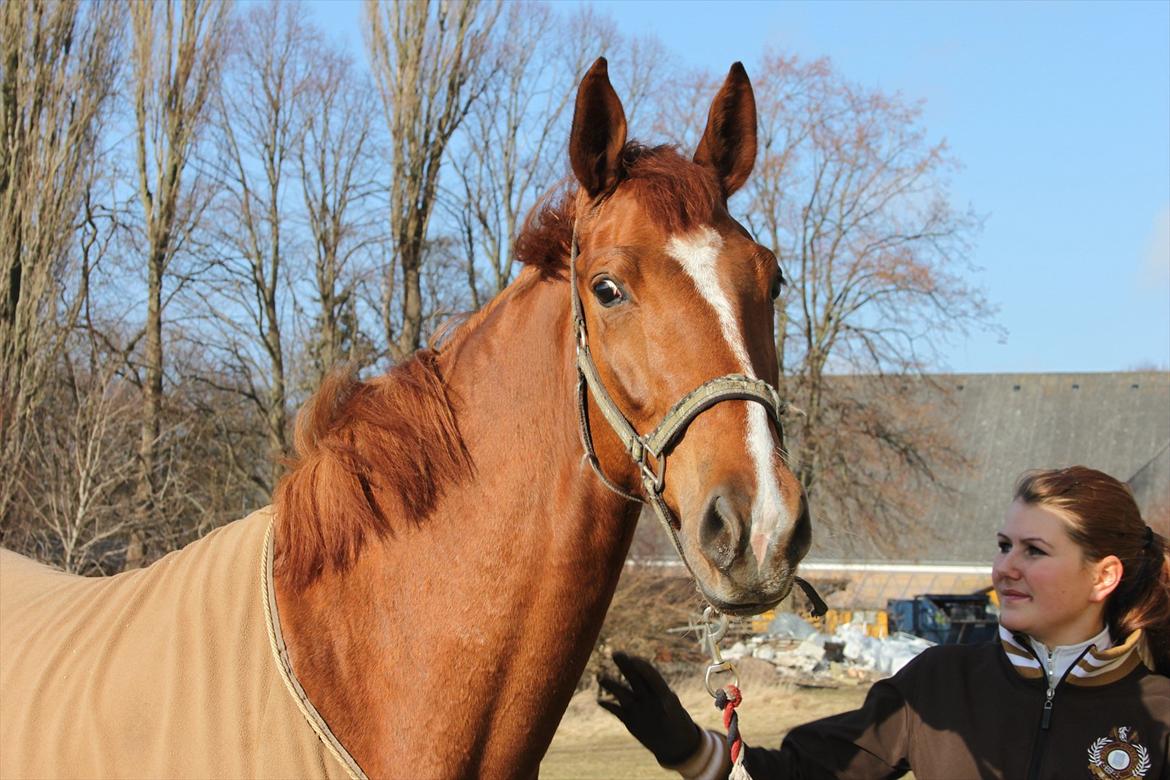 Dansk Varmblod Lindehøjgårds Celine billede 5
