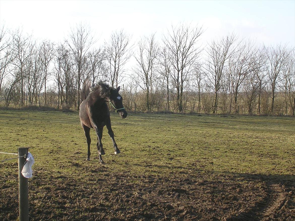 Dansk Varmblod Landianos-ø - Marts 2012 billede 12