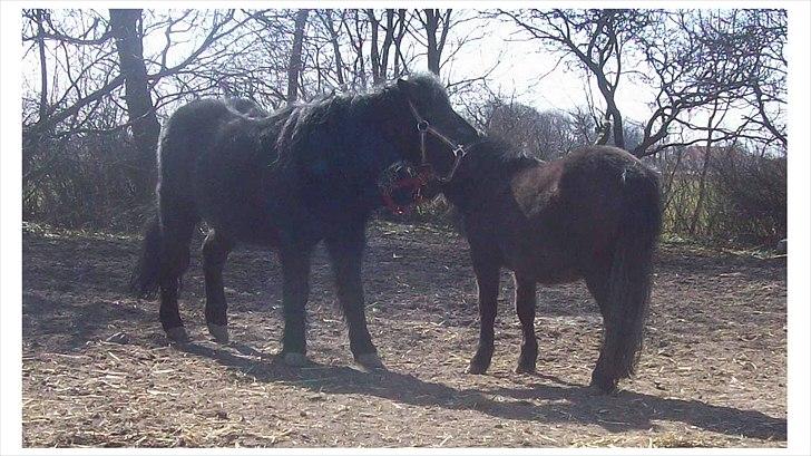 Shetlænder Kisser - Kisser og Buller billede 3