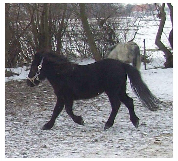 Shetlænder Kisser billede 5