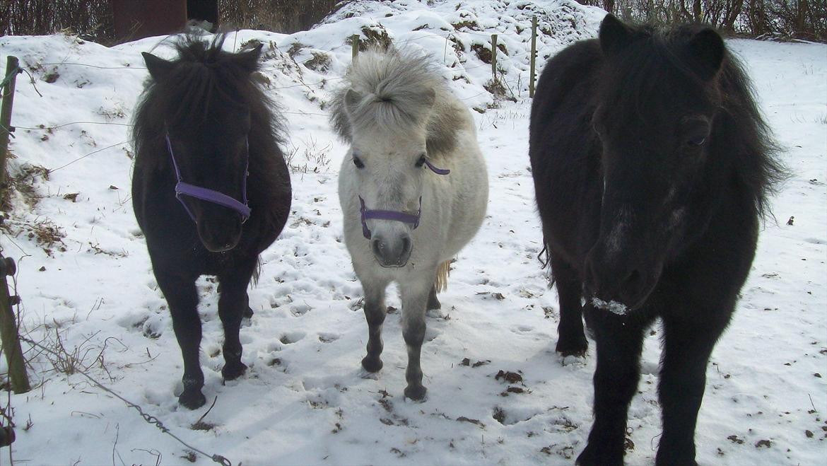 Shetlænder Kisser - Kisser, honey og buller billede 7