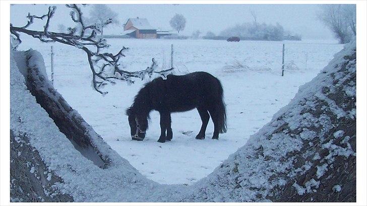 Shetlænder Kisser billede 8