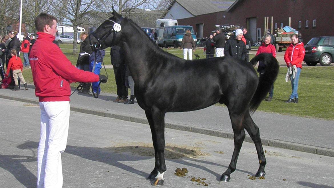 DSP Fredbo's Garmin KÅRET HINGST - Hingstekåring 2012
Reservefløjhingst 2012. billede 11