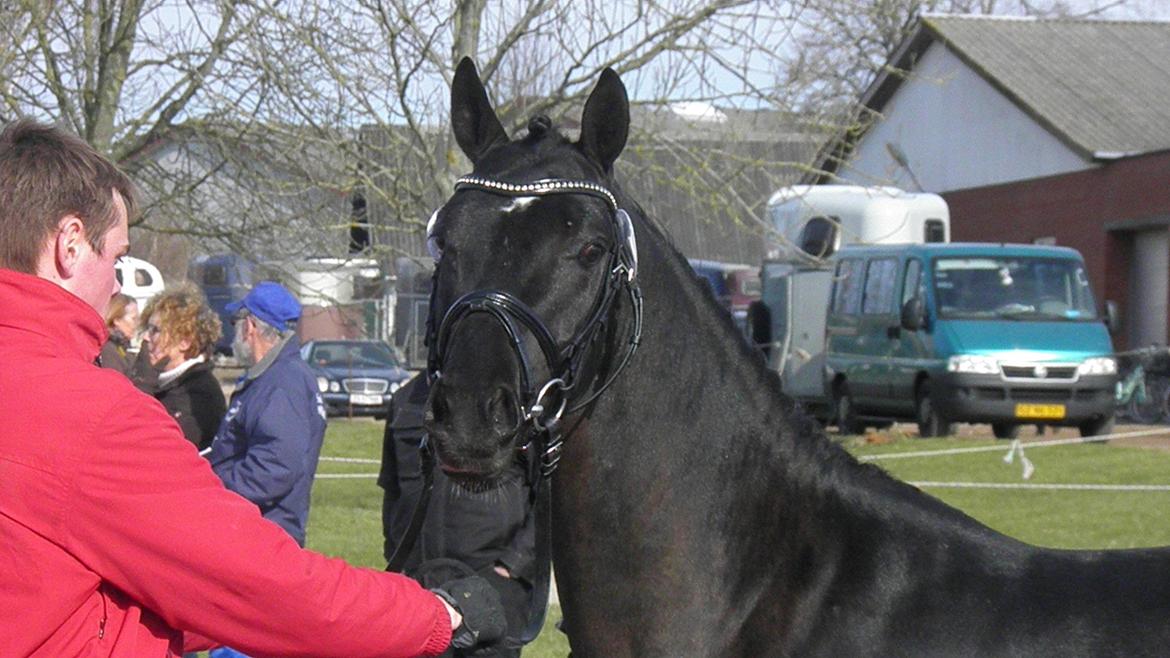 DSP Fredbo's Garmin KÅRET HINGST - Hingstekåring 2012 billede 10