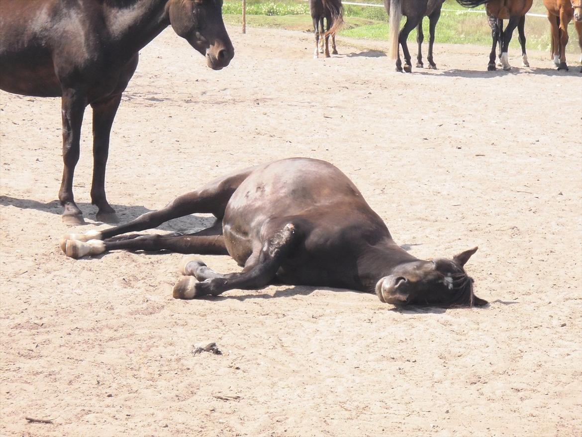 New Forest krondalens alymet  - 20) den tykke flader ud xD 
farvel og tak for kigget læg gerne en bedømmelse og en kommentar
foto: mig billede 20