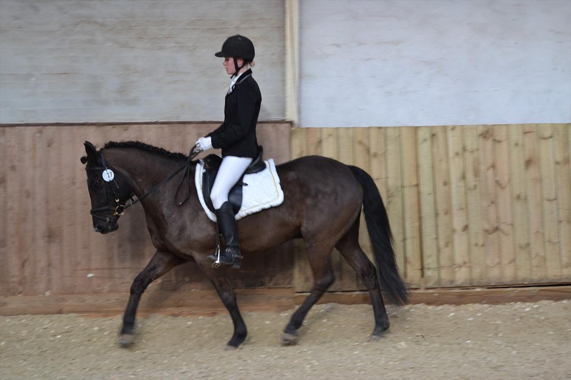 New Forest montana - Velkommen til montys profl :-)  billede 1