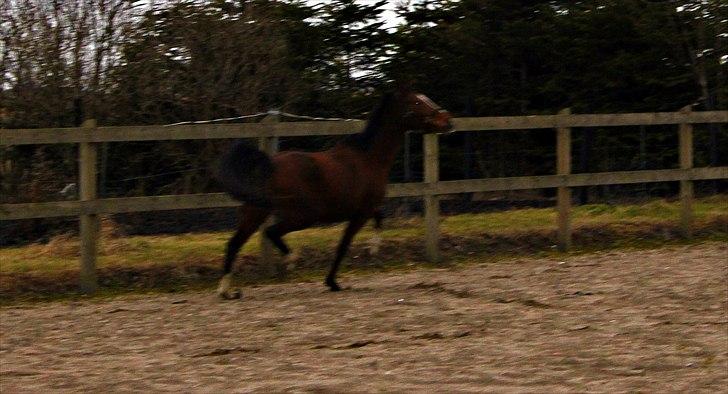 DSP Stald PR's Paula billede 8