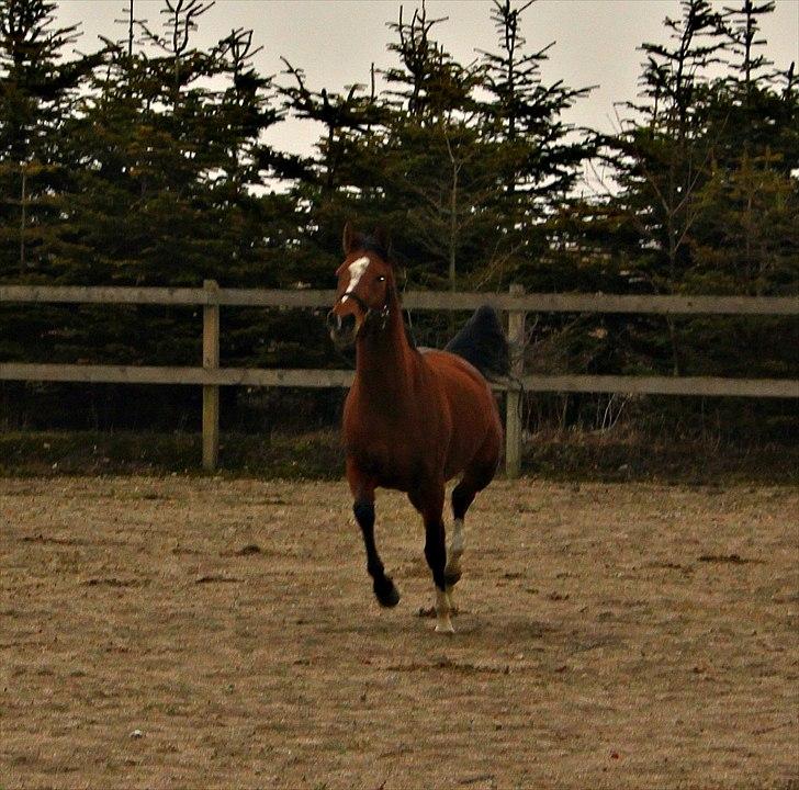 DSP Stald PR's Paula - Vilddyr:-D Foto:Mia billede 9