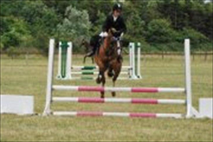 Tysk Sportspony Melonia N<3 billede 6