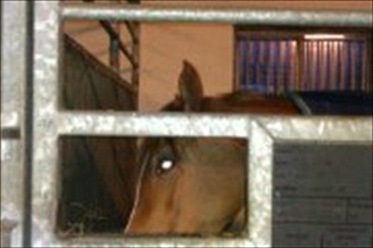 Tysk Sportspony Melonia N<3 billede 9