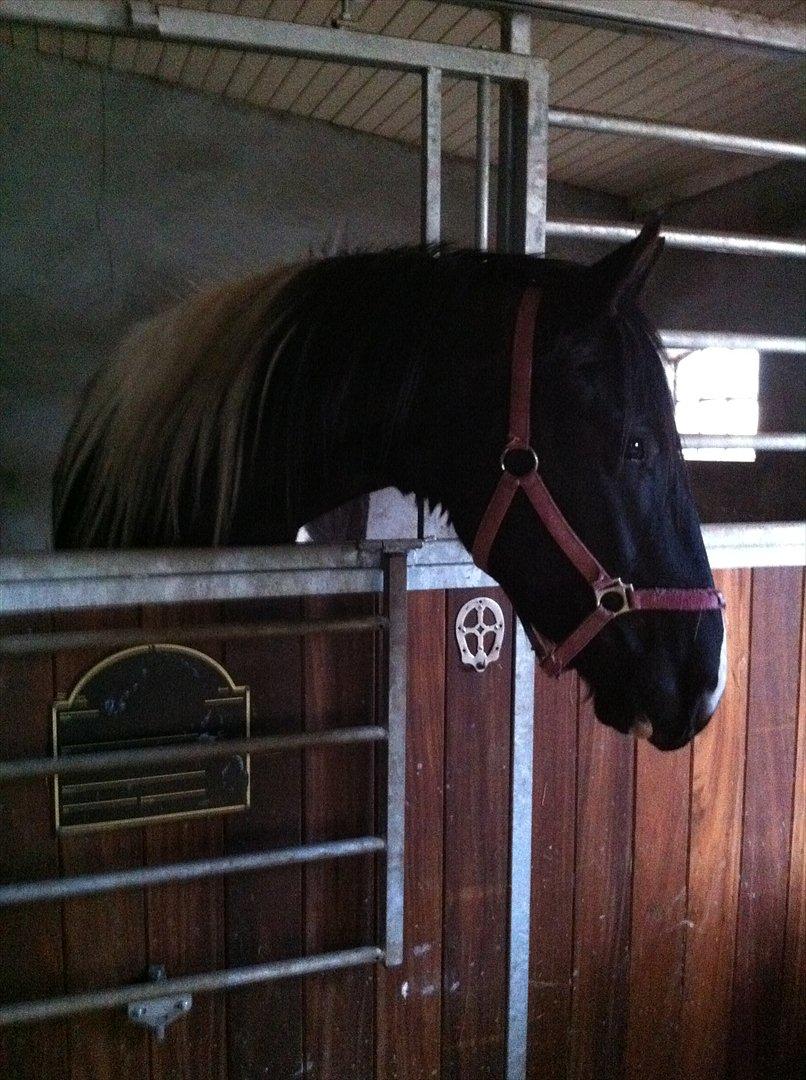 Barockpinto Al Capone - bowbassen i sin boks :P foto: mig billede 10