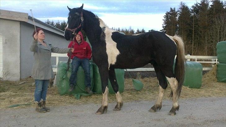 Barockpinto Al Capone - træning, træning og træning :P foto: Mille billede 11